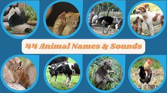 'Video thumbnail for 44 Animal Names and Sounds'