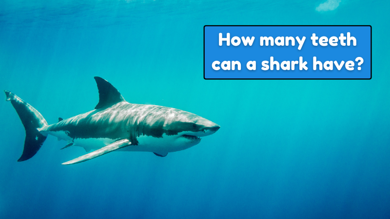 Question 8