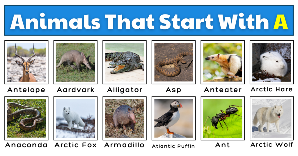 Animals That Start With A