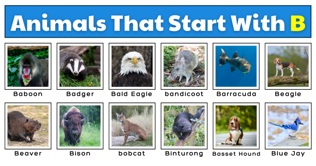 Animals That Start With B