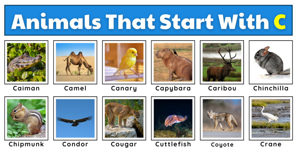 Animals That Start With C