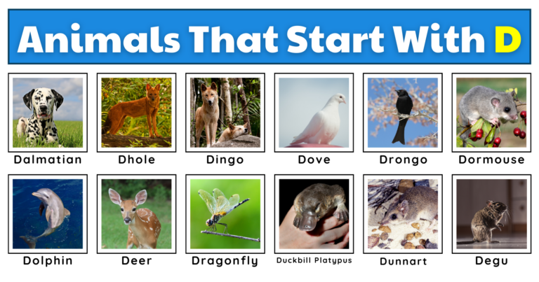 Animals That Start With D