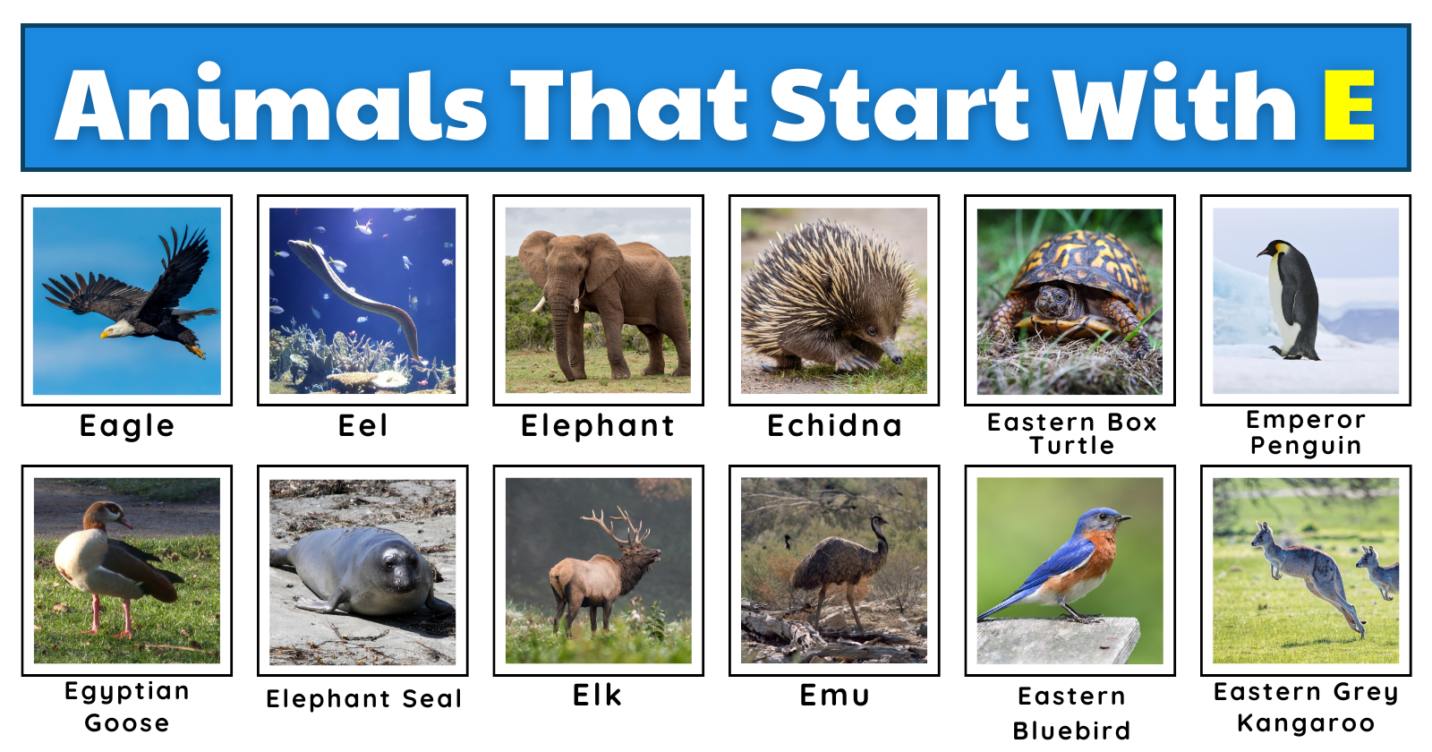 50 Exciting Animals That Start With E | Plus Fun Facts, Worksheets, And ...