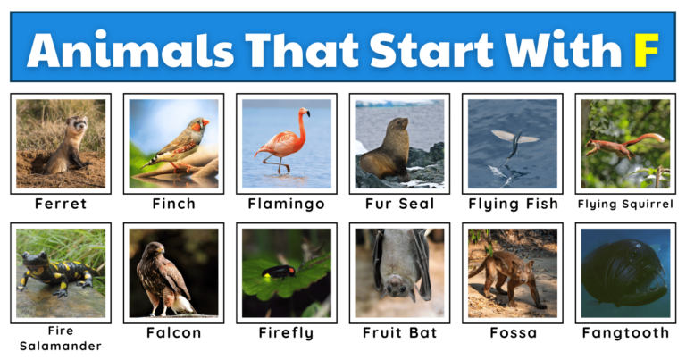 Animals That Start With F