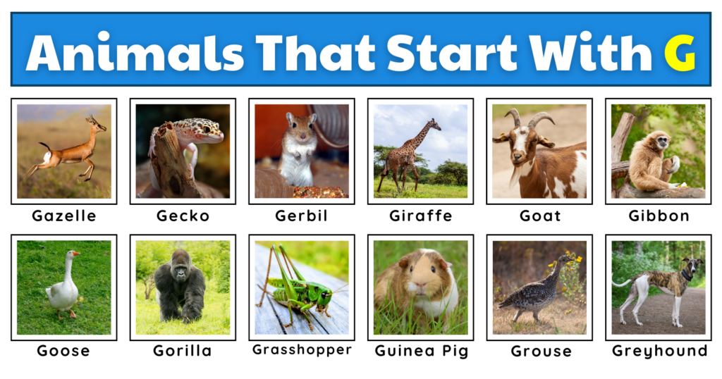Animals That Start With G