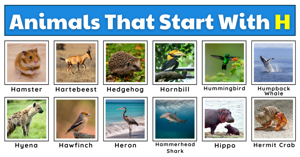 Animals That Start With H