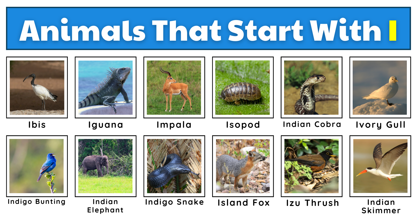 50 Incredible Animals That Start With I | List, Fun Facts, And A Worksheet  | Games4esl