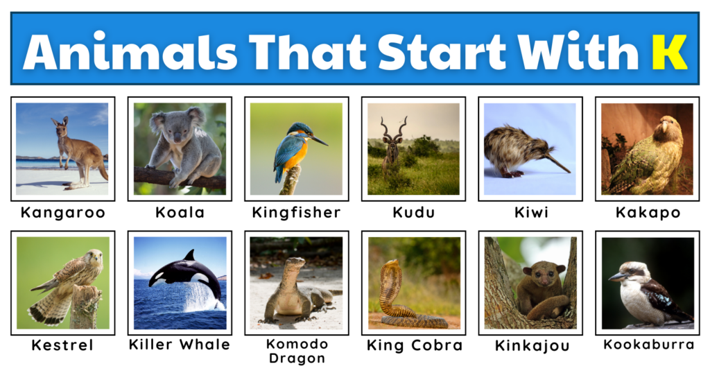 Animals That Start With K
