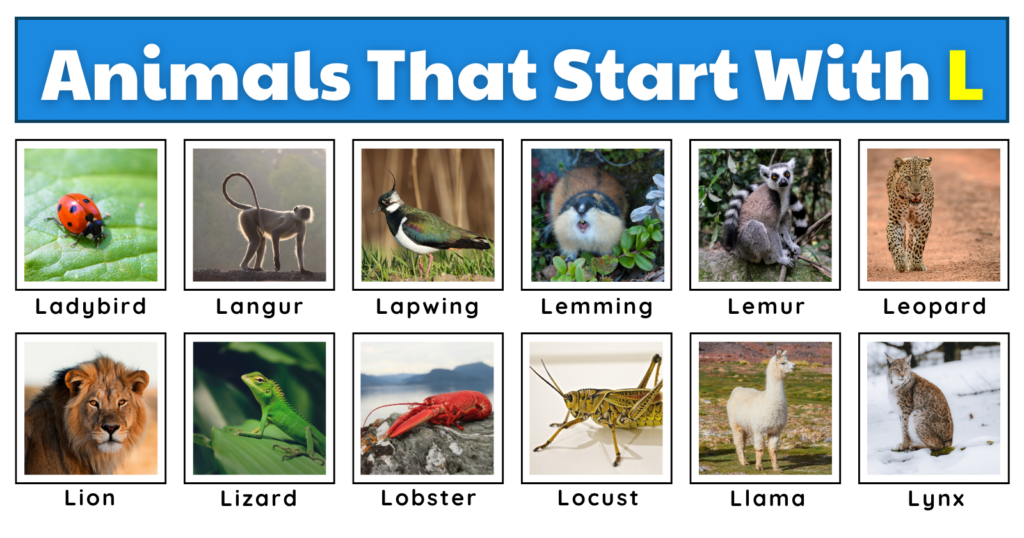 Animals That Start With L