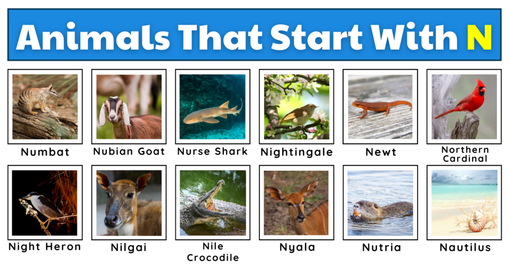 Animals That Start With N