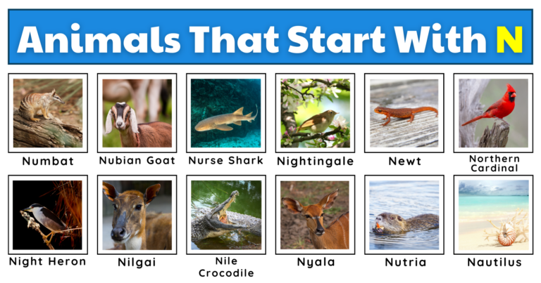 Animals That Start With N