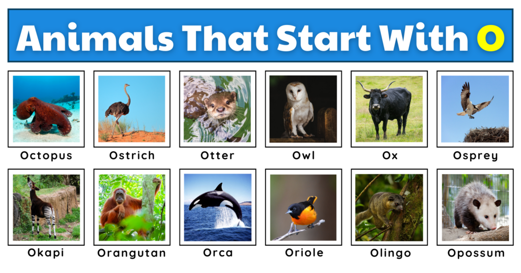 Animals That Start With O