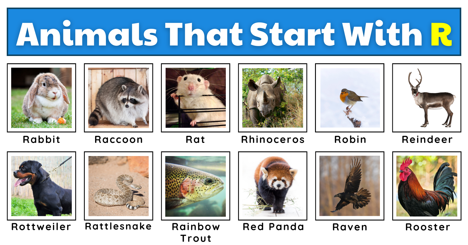 animal that starts with r