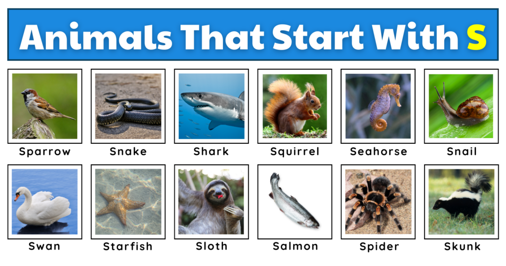 Animals That Start With S