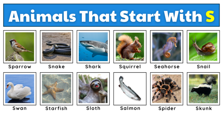 Animals That Start With S