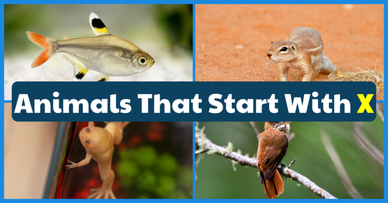 Animals That Start With X