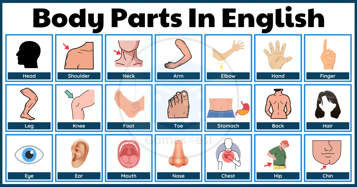 Body Parts In English  Vocabulary List With Pictures And Example