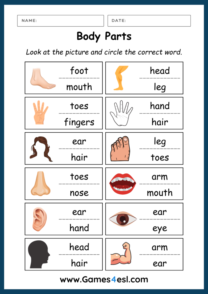 A Body Parts Worksheet for kids in which students must cicle the correct word