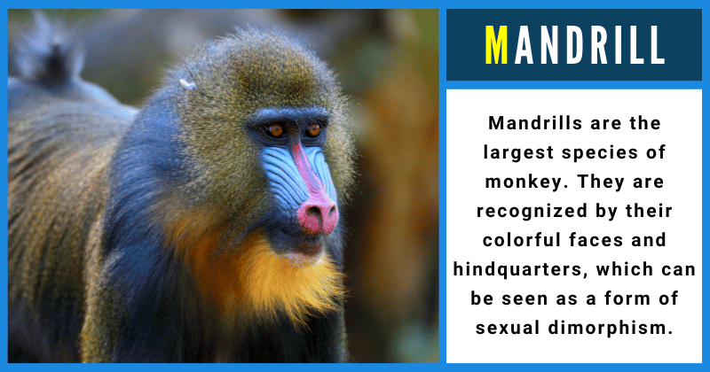 Mandrill - Animals That Start With M
