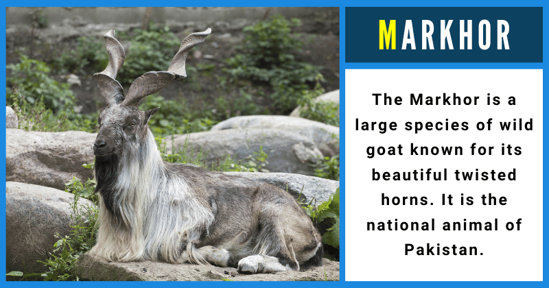 Markhor - Animals That Start With M