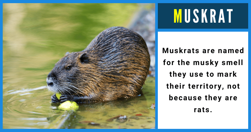 Muskrat - Animals That Start With M
