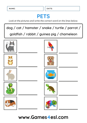 Pet Worksheet for kids