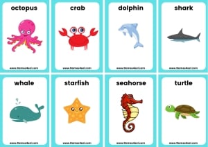Small Sea Animal Flashcards