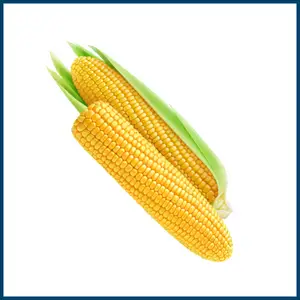 Yellow Fruits - Corn