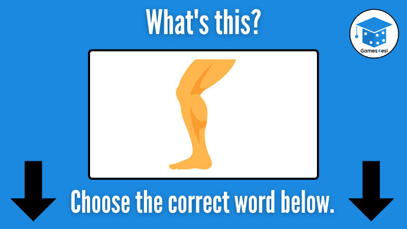 Leg